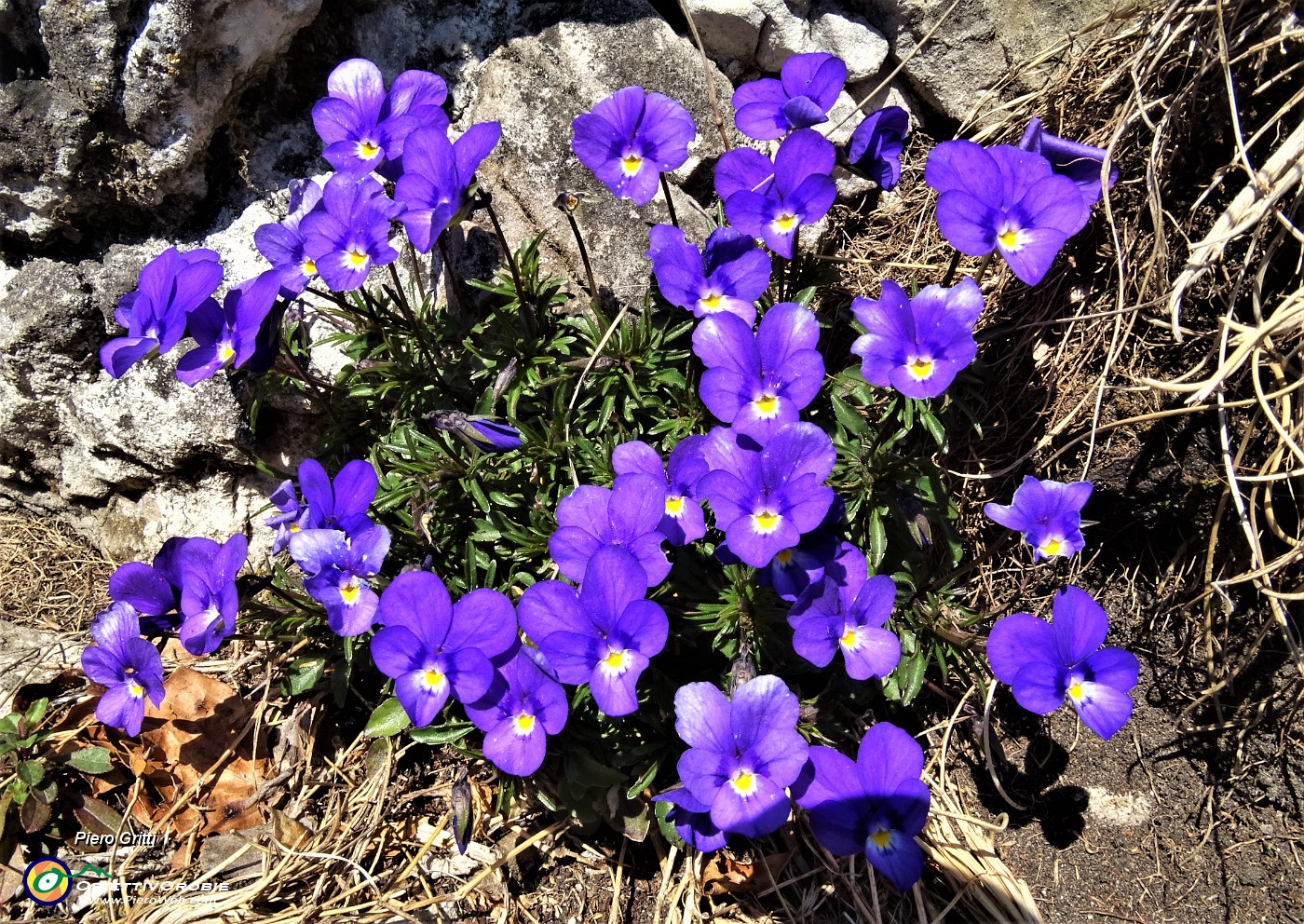 72 Violette primaverili in vetta allo Zucco.JPG